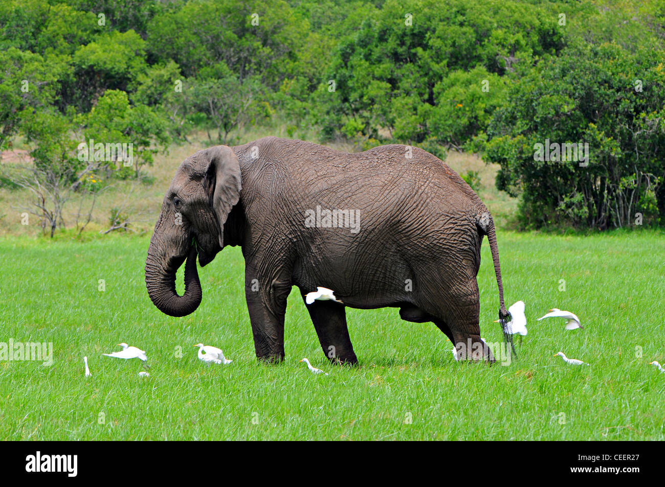 Elefantenbulle & Reiher, Laikipia, Kenia Stockfoto