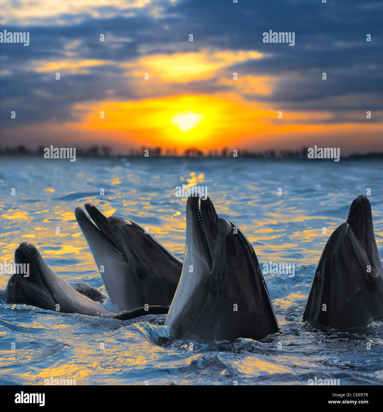 Die Flasche – Nosed Delphine im Abendlicht Stockfoto