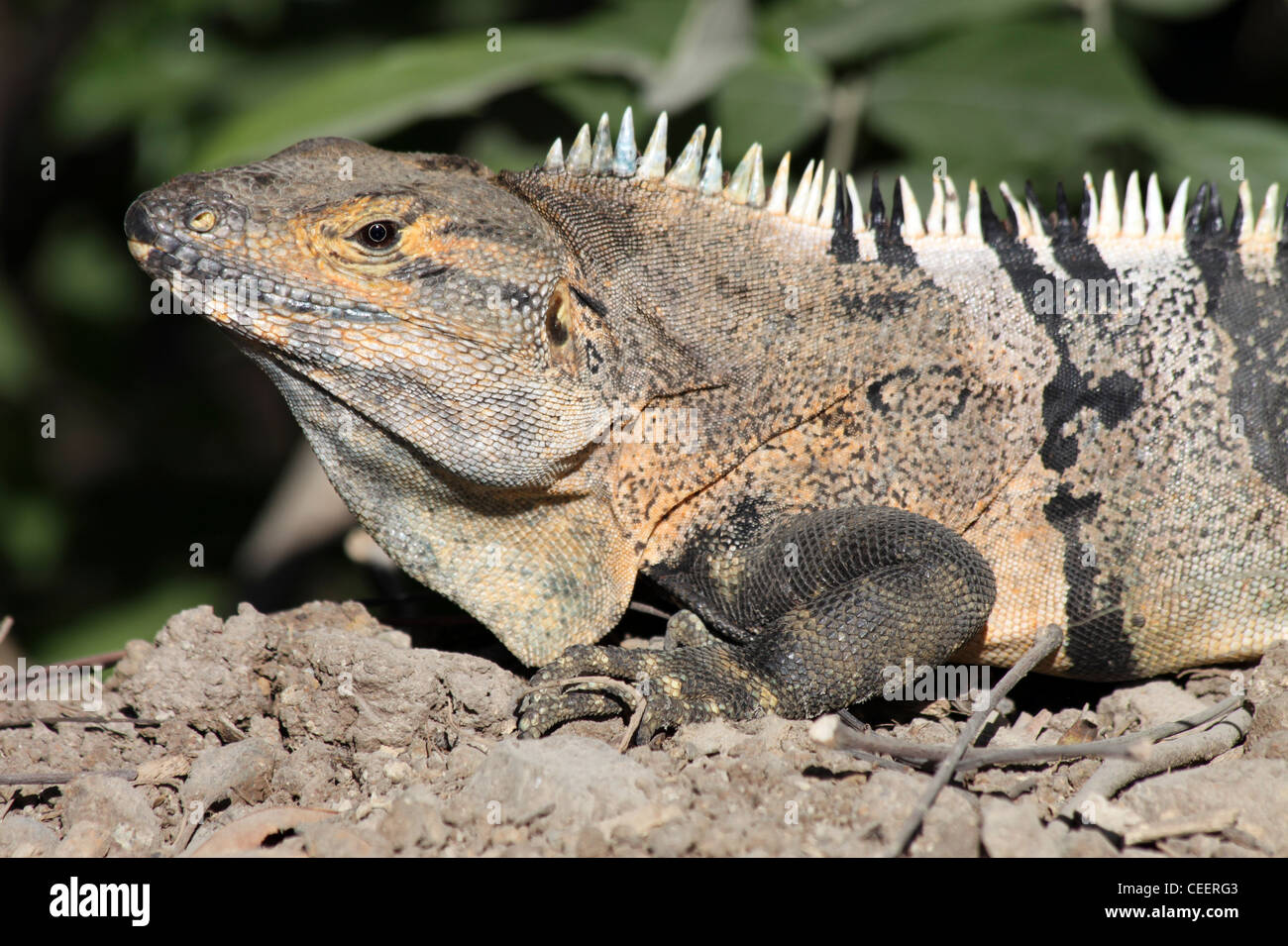 Schwarz, Langusten-tailed Iguana aka Black Iguana oder schwarz Ctenosaur (Ctenosaura Similis) Stockfoto