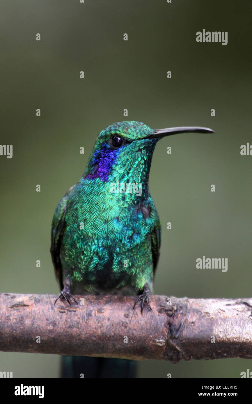 Grün Violetear Colibri thalassinus Stockfoto