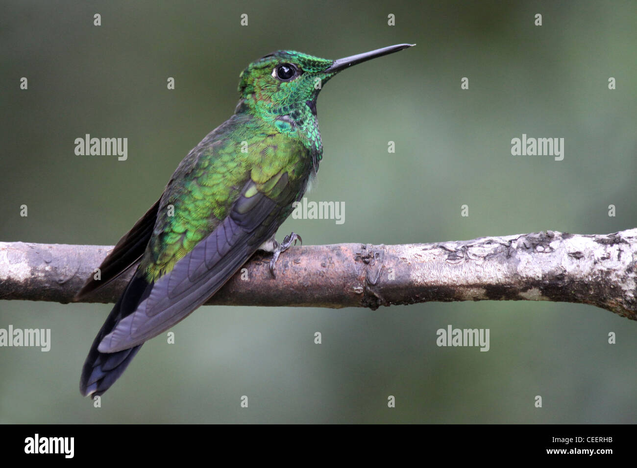 Grün-gekrönter brillante männlichen Heliodoxa jacula Stockfoto