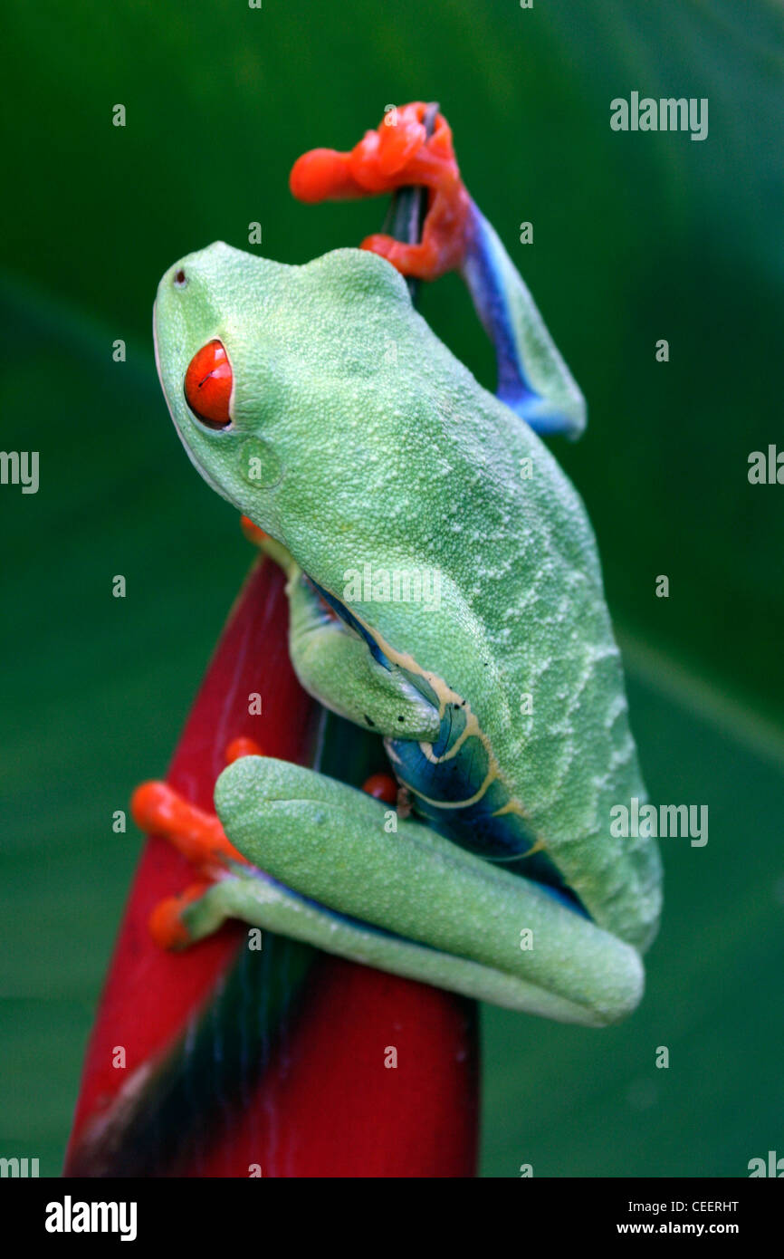 Rotäugigen Treefrog Agalychnis callidryas Stockfoto
