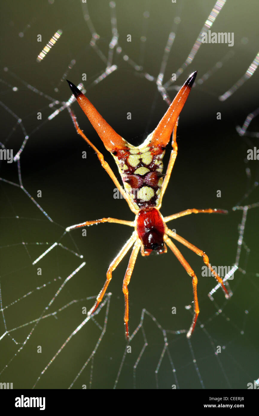 Pfeilförmige Spider - Micrathena sexspinosa Stockfoto
