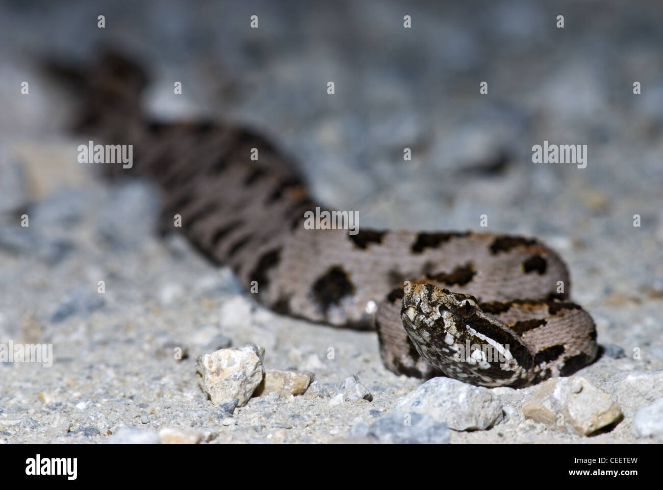 Western-Zwerg-Klapperschlange, (Sistrurus Milliaris Steckerti), LBJ National Grasslands, Wise County, Texas, Vereinigte Staaten. Stockfoto