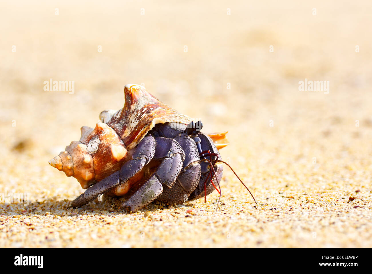 Einsiedlerkrebs an einem Strand in der Andamanensee Stockfoto