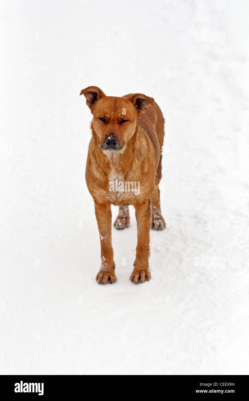 Einsame gelbe verängstigten Hund im kalten Schnee Stockfoto