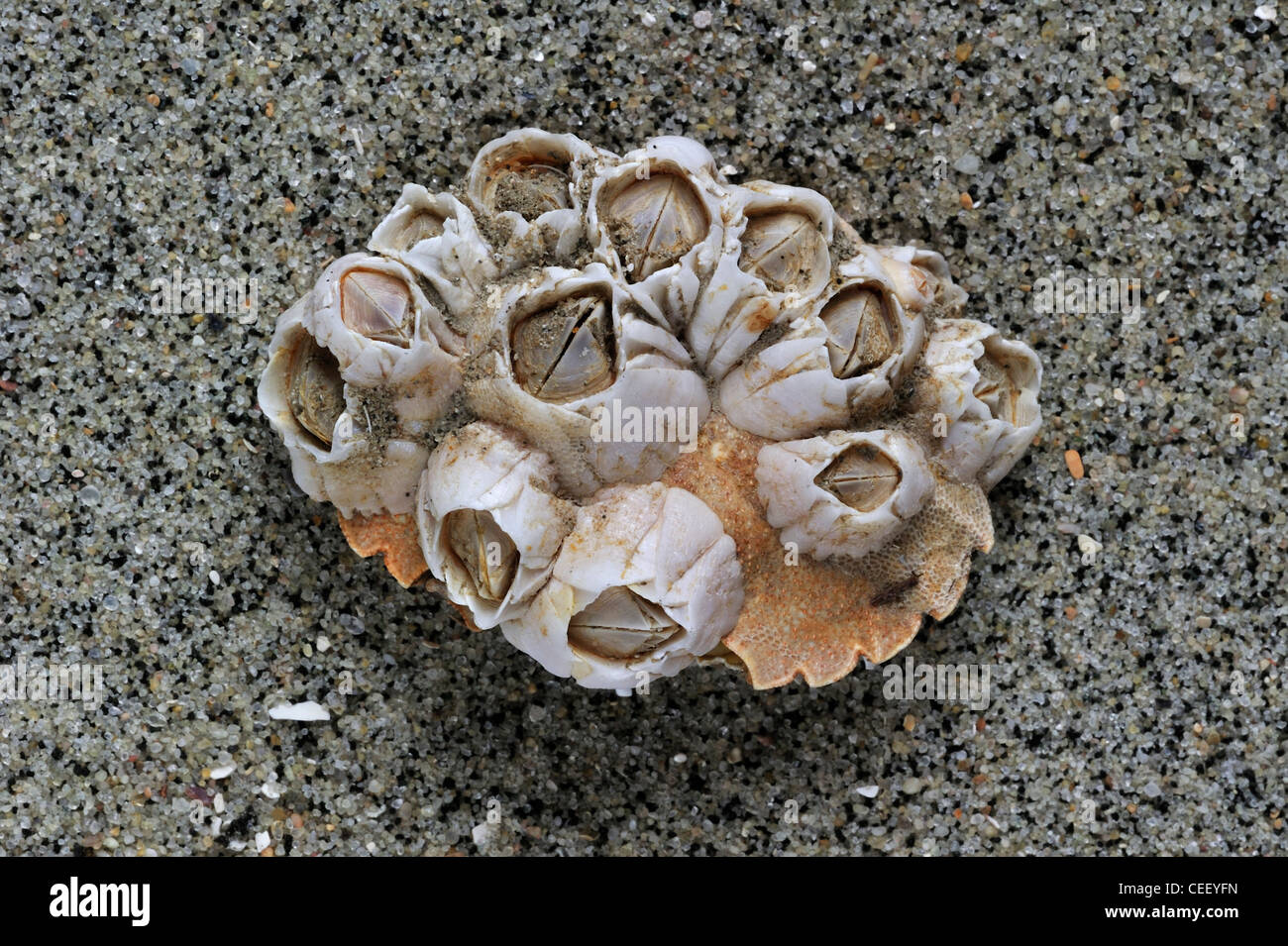Eichel Seepocken / Rock Entenmuscheln (Semibalanus Balanoides) auf Krabbe Schale gewaschen, am Strand, Belgien Stockfoto