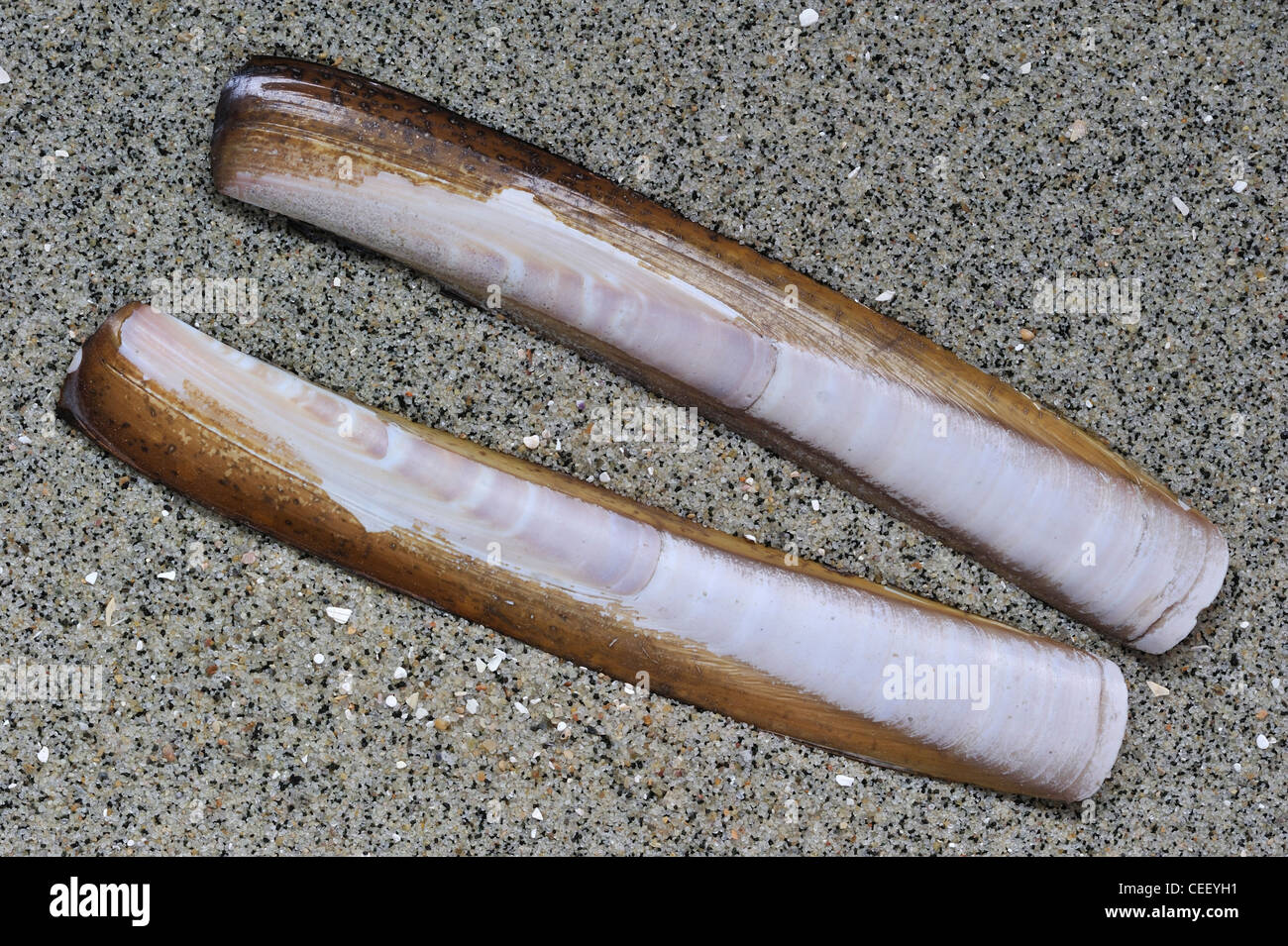 Amerikanische Klappmesser / Razor clam (Ensis Directus / Americanus) Muscheln am Strand, Belgien Stockfoto