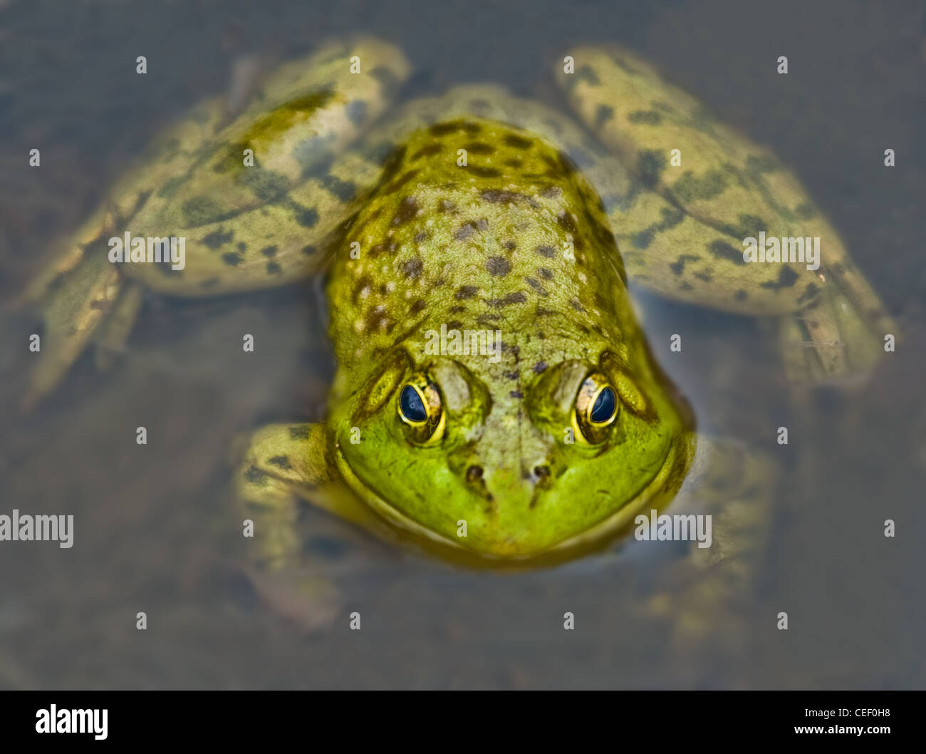 Bullfrog im Wasser starrt Kamera Stockfoto