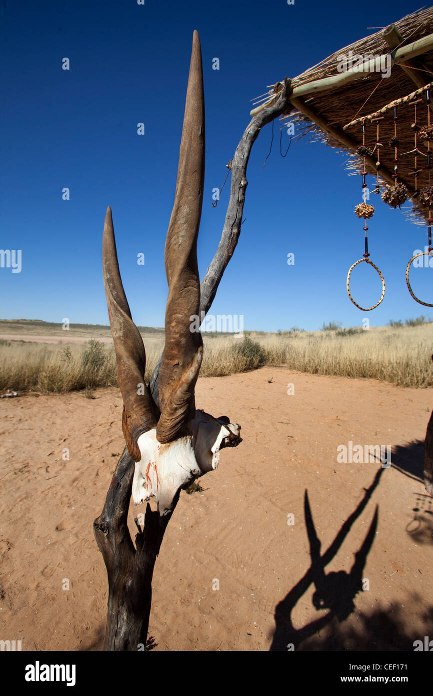 Antilope Schädel und Geweihe hängen von einem Buschmann Hütte Stockfoto