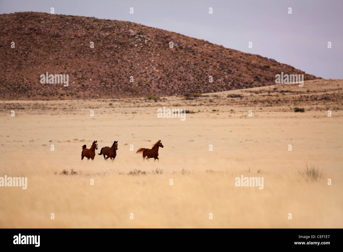 wilde Pferde laufen in der afrikanischen Wüste Stockfoto