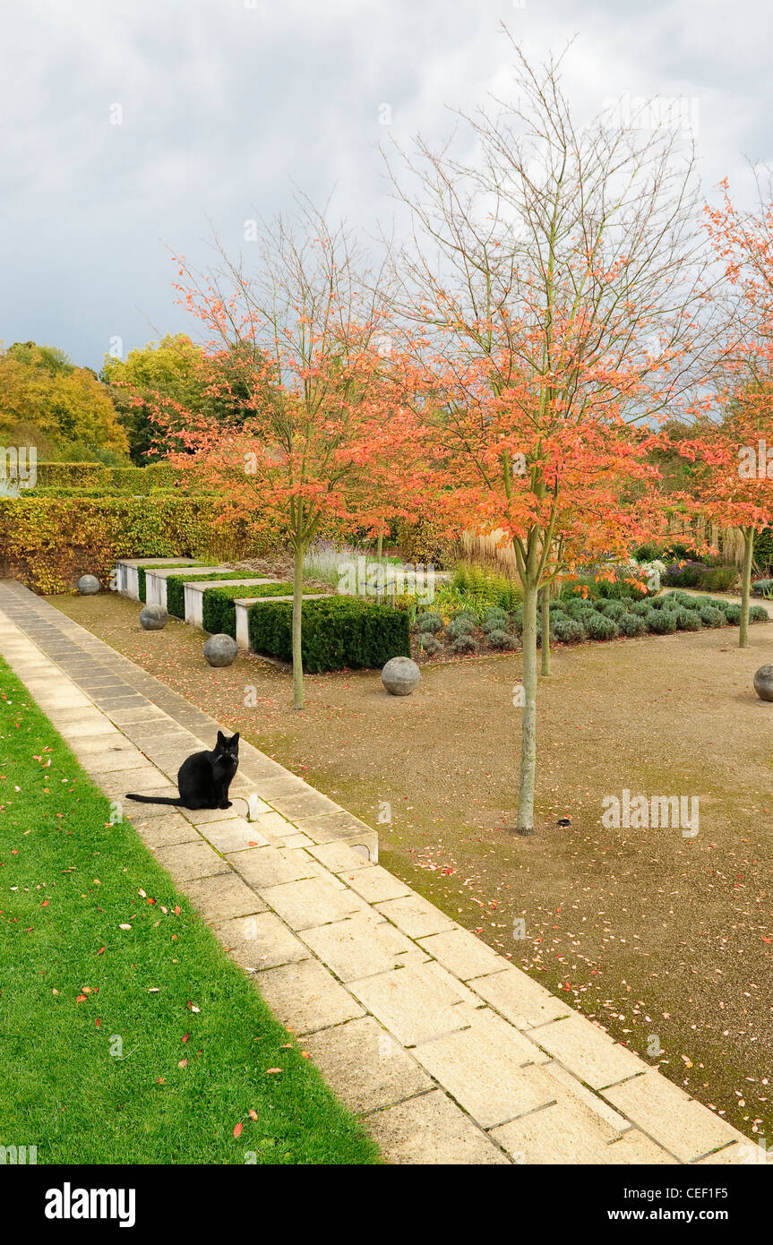 Schwarze Katze in den englischen Garten im Herbst Stockfoto