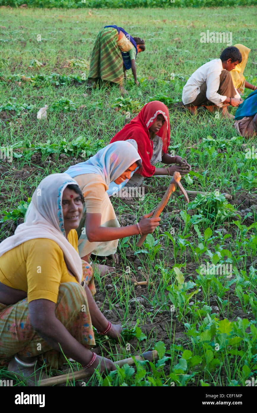 Frauen arbeiten auf Ackerland, Rajasthan, Indien Stockfoto