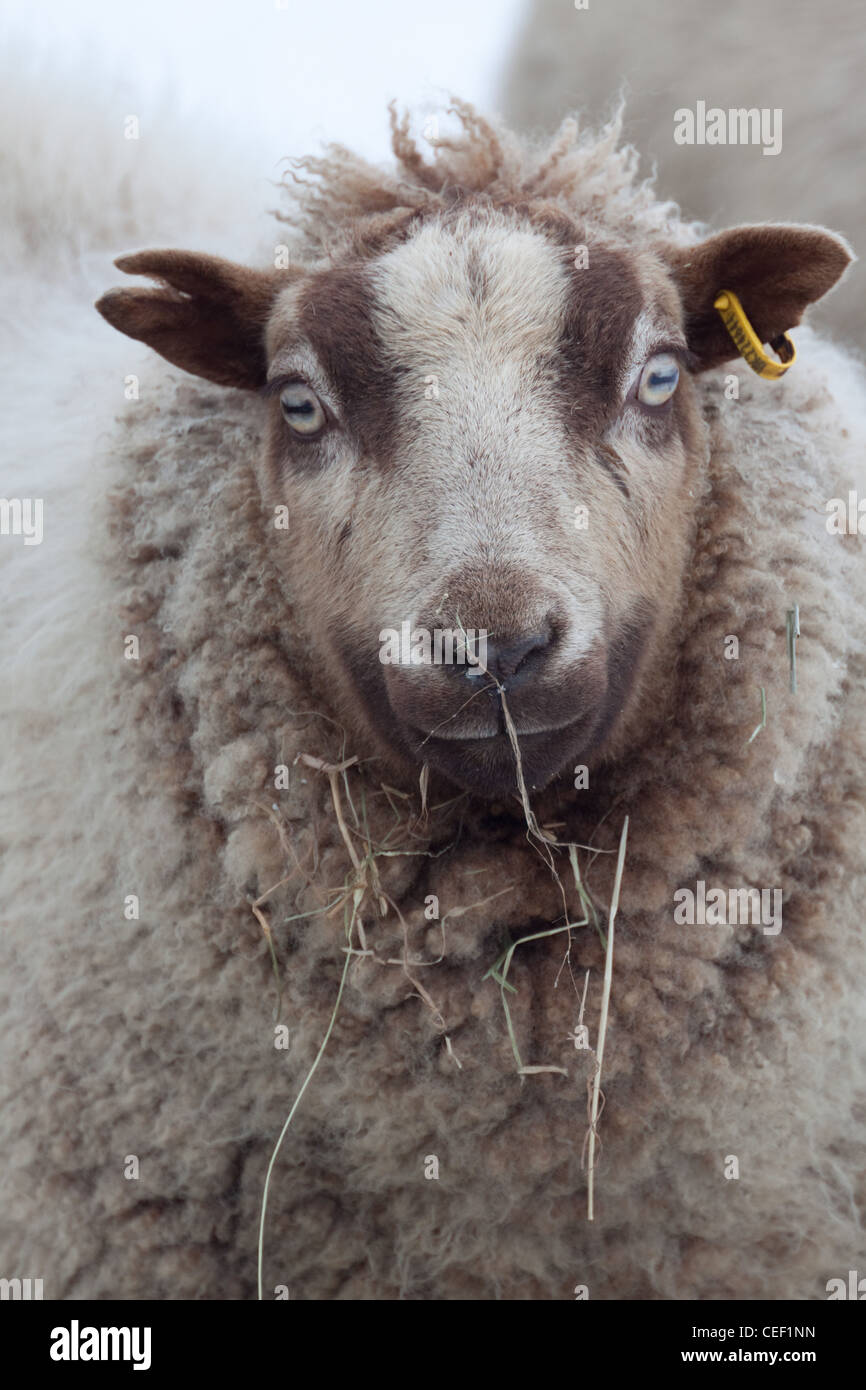 Eine schwangere Shetland Schafe Aue im winter Stockfoto