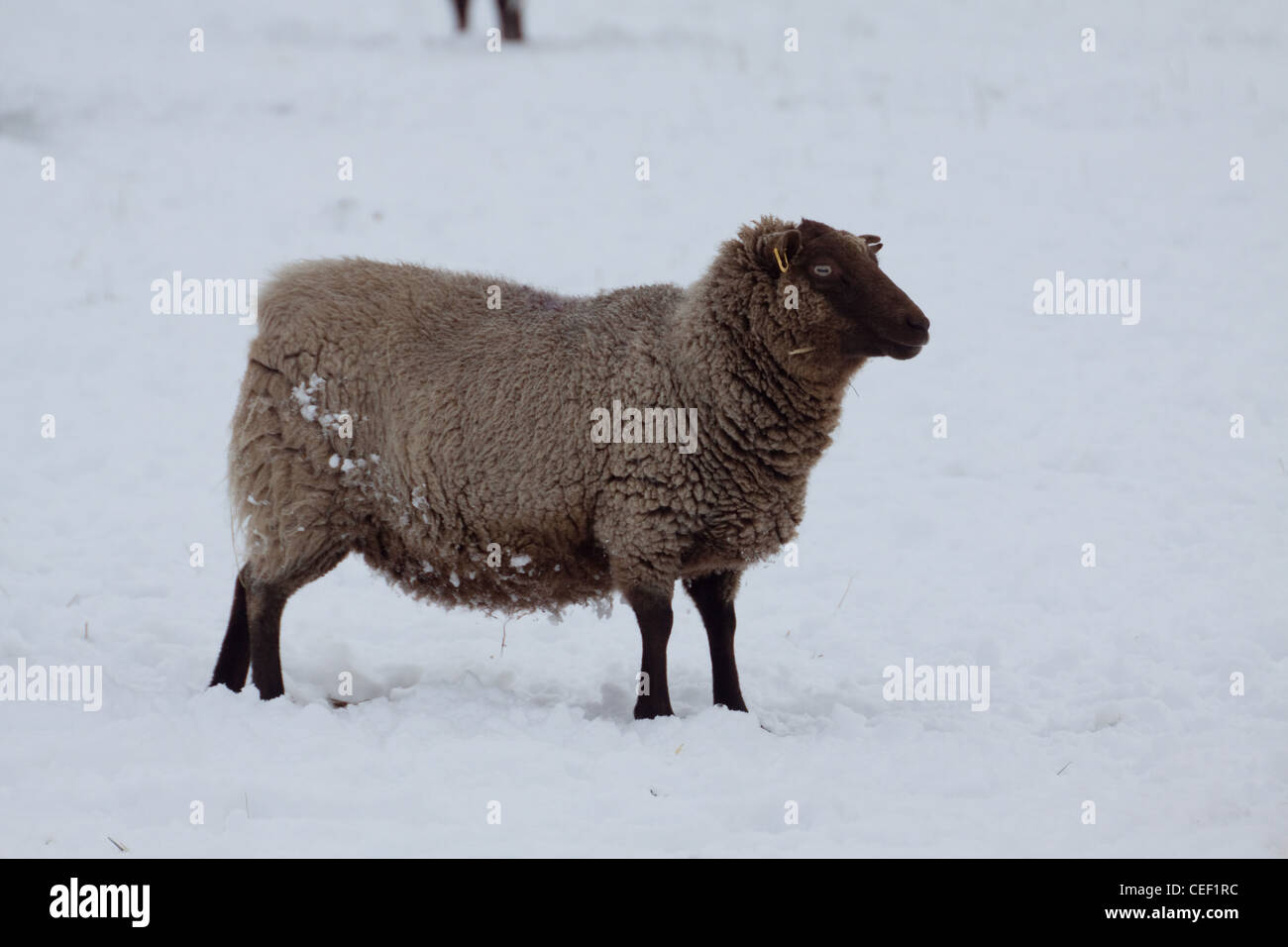 Eine schwangere Shetland Schafe Aue im winter Stockfoto