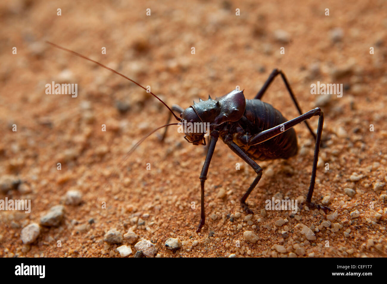 Düne Cricket, Kalahari-Wüste, Namibia, Afrika Stockfoto
