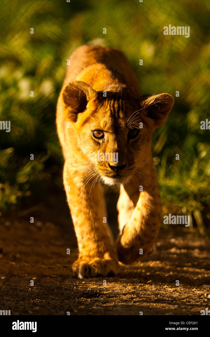Barbary Lion Cub (Panthera Leo Leo) im Abendlicht Stockfoto