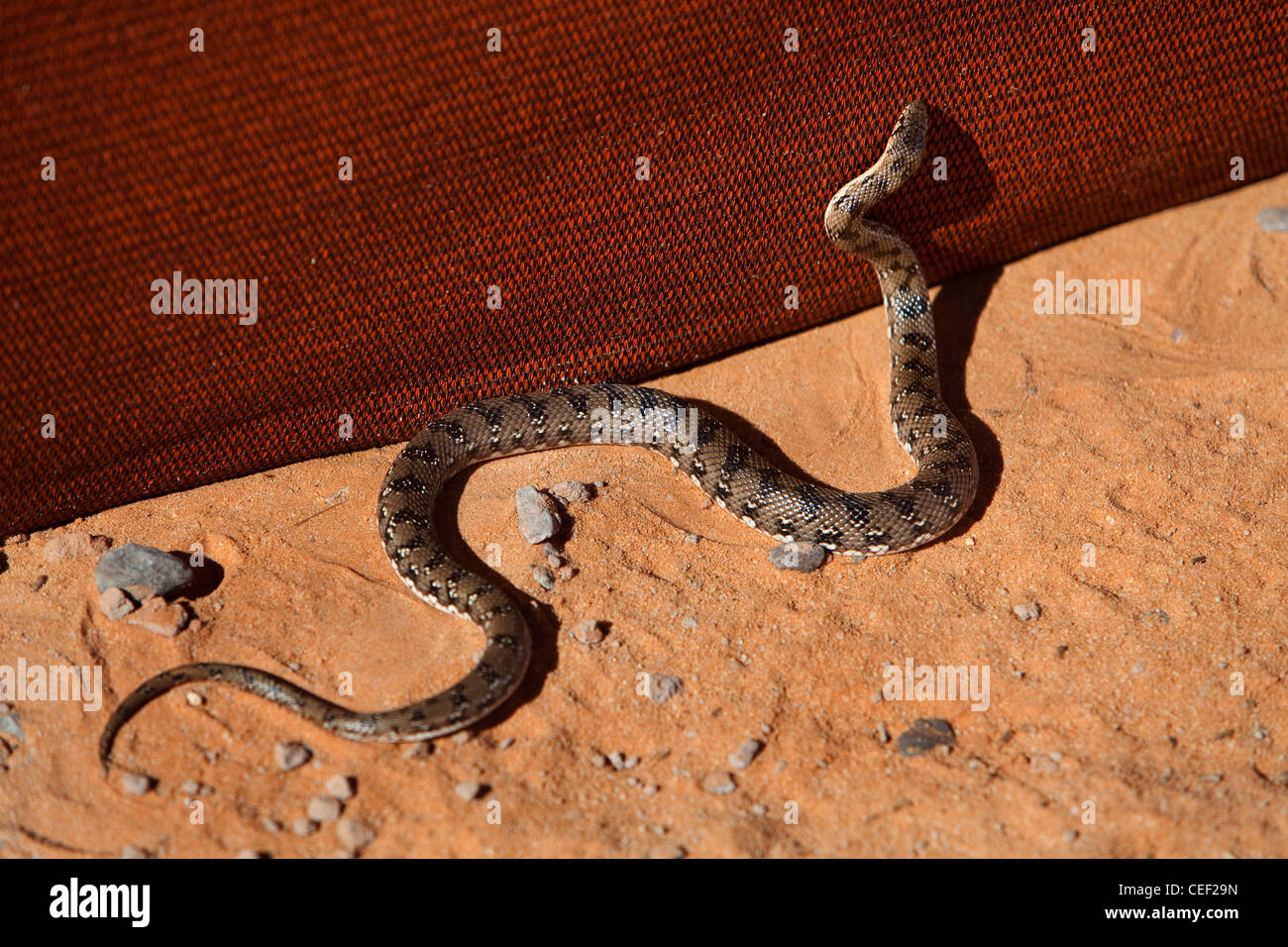Kagalagadi Transfrontier Park. Unbekannte Schlange versucht, Zugriff auf Zelt. Namibia Afrika Stockfoto