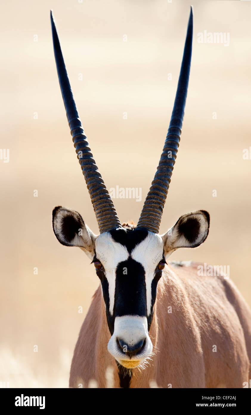 Kagalagadi Transfrontier Park, Oryx-Antilopen (Oryx), Namibia, Afrika Stockfoto