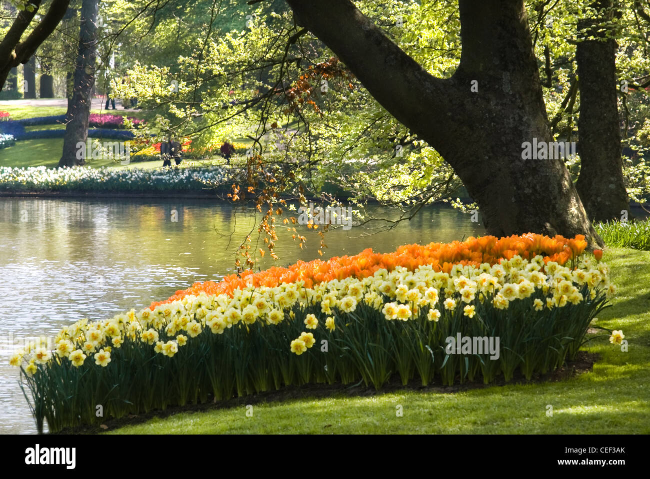 Teich im Park mit Anordnung der Tulpen und Narzissen Blumen herum im Frühjahr Stockfoto