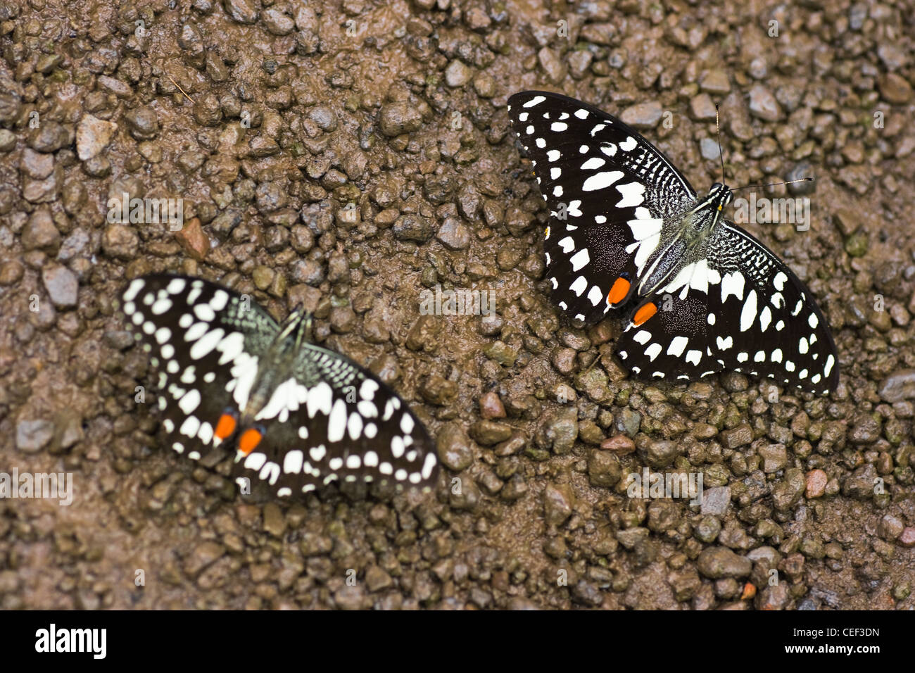 Lime Butterfly oder Papilio Demoleus Trinkwasser auf dem Boden Stockfoto