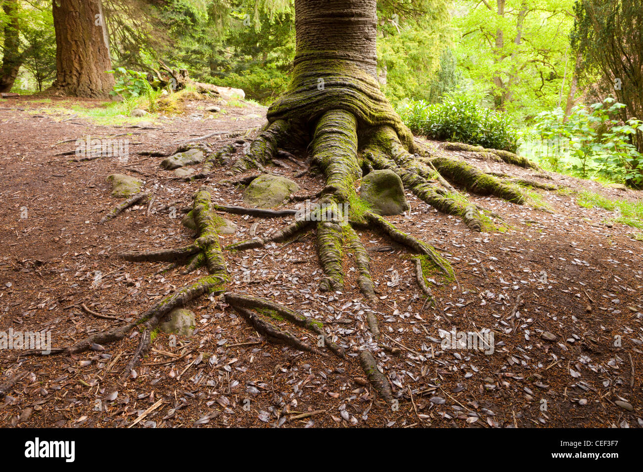 Der Stamm und die Wurzeln einer Monkey Puzzle Tree Araucaria Araucana wächst in der Nähe von Aira Force, Cumbria, England. Stockfoto