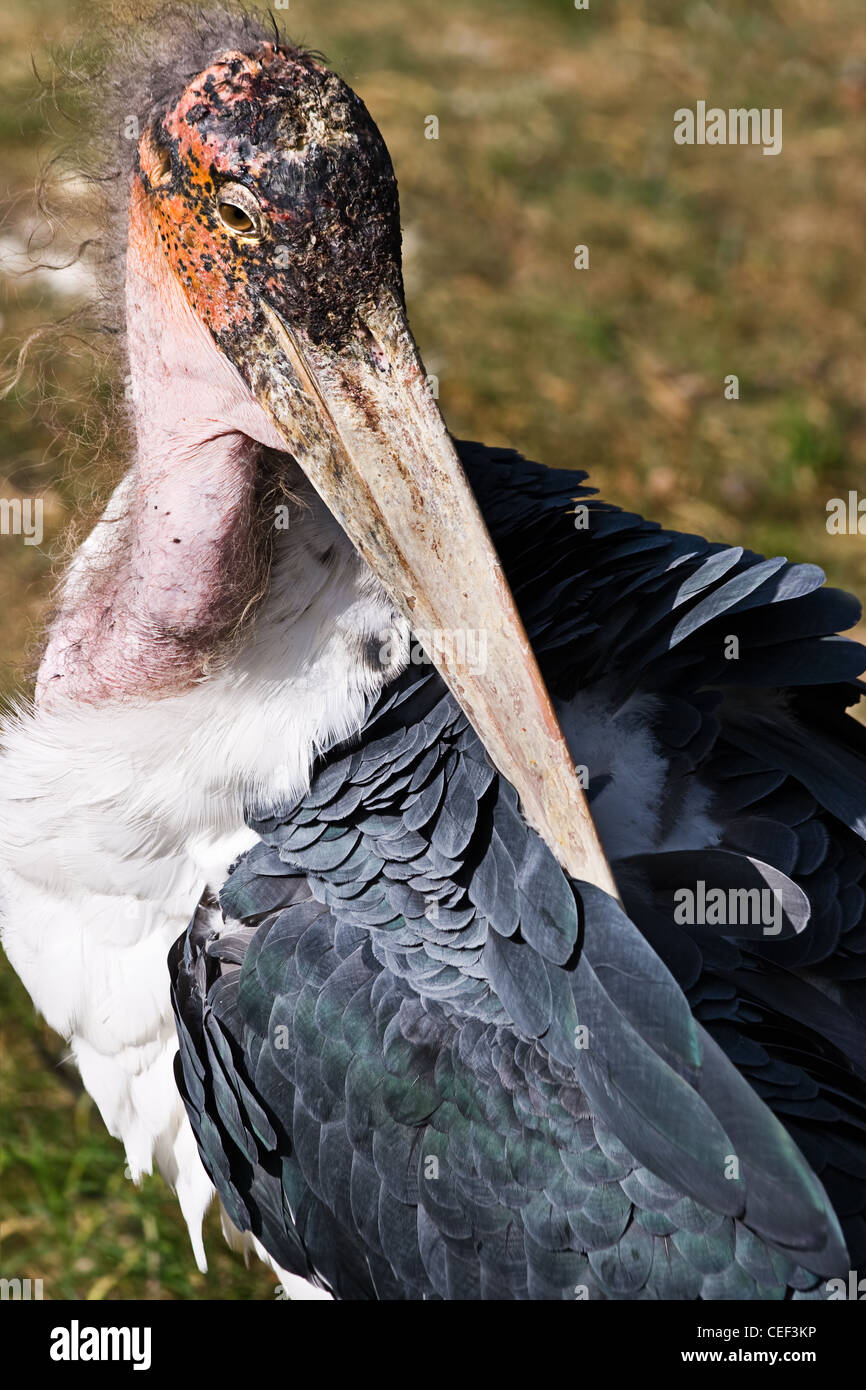 Marabou Storch oder Leptoptilos Crumeniferus Reinigung Federn Stockfoto