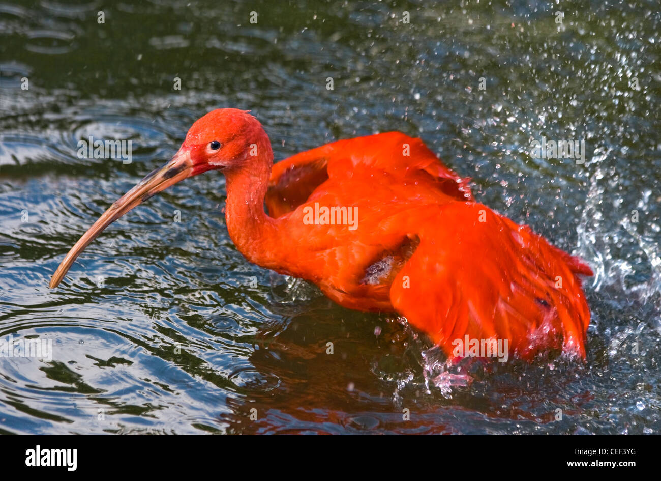 Roter waten Vogel Scarlet Ibis oder Eudocimus Ruber Wasser Baden und plantschen rund um Stockfoto