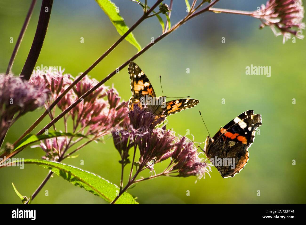 Schmetterlinge auf Gravelroot im sonnigen Garten Stockfoto