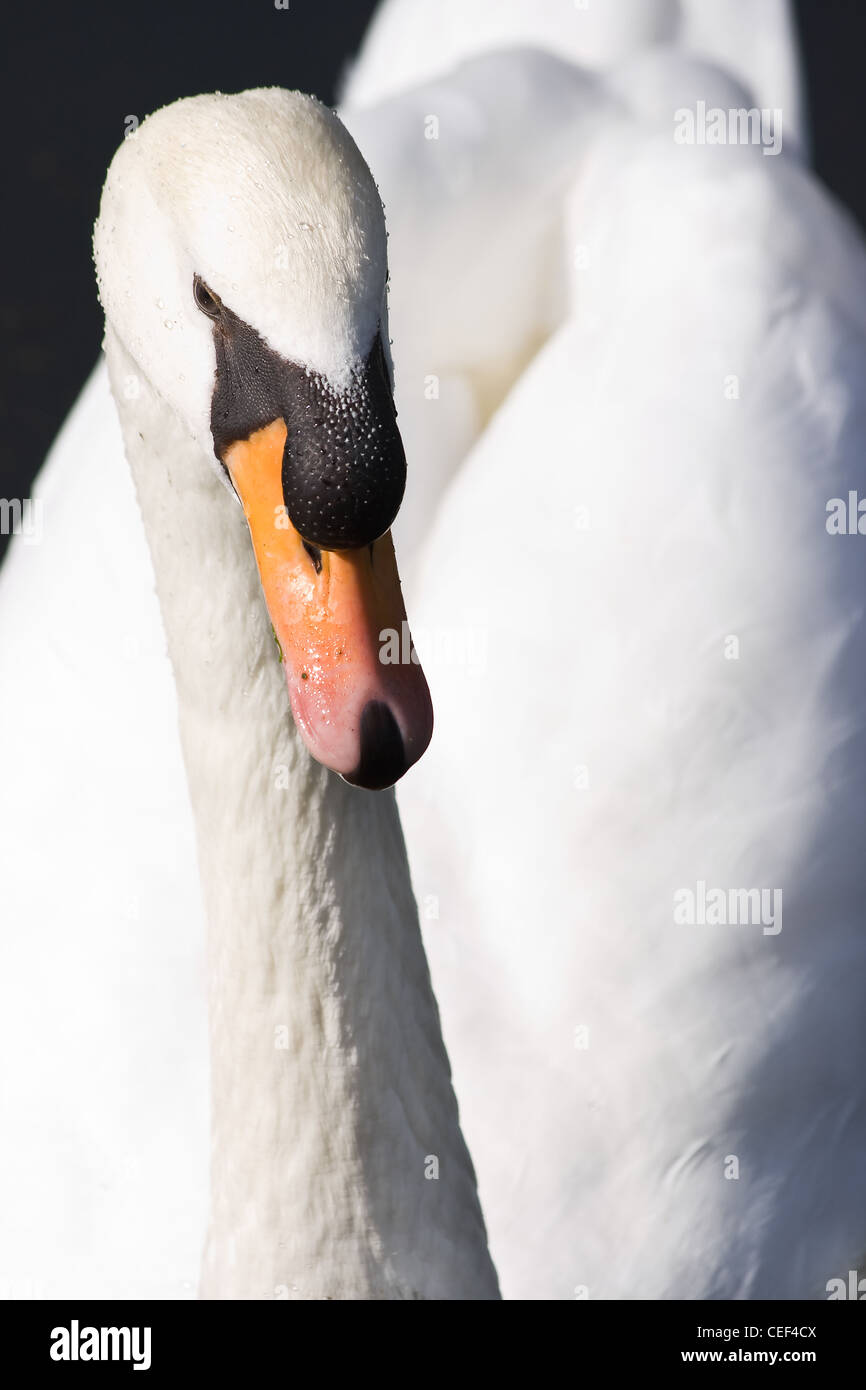 Porträt des jungen weißen Höckerschwan oder Cygnus Olor in Nahaufnahme Stockfoto