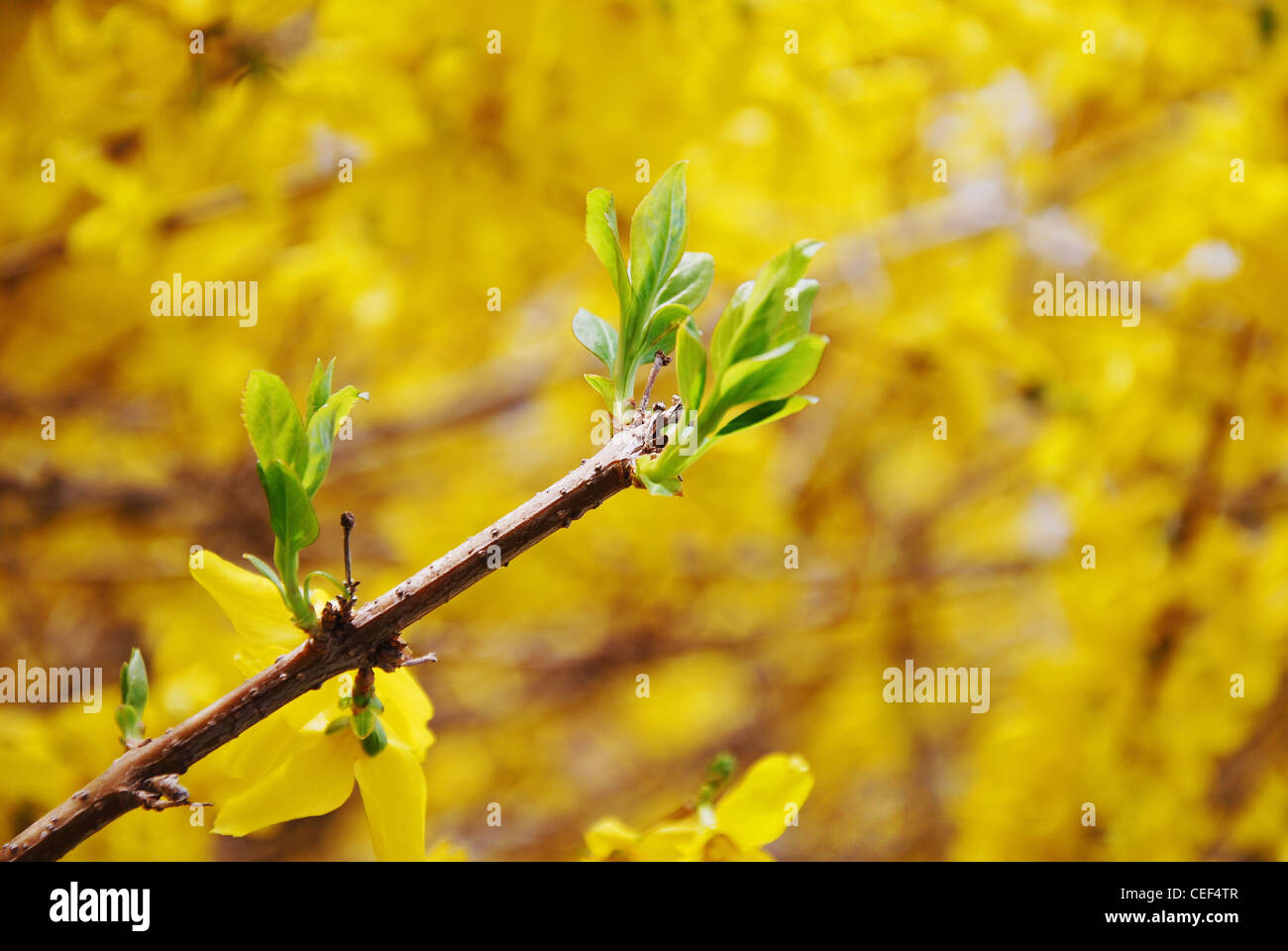 Ostern Strauch Stockfotos und bilder Kaufen Alamy