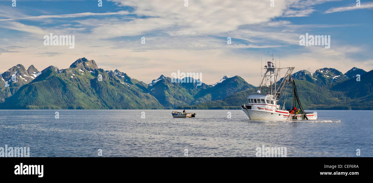Ein Lachs fischt Seiner Lachs im Prinz-William-Sund in Alaska im Sommer. Stockfoto