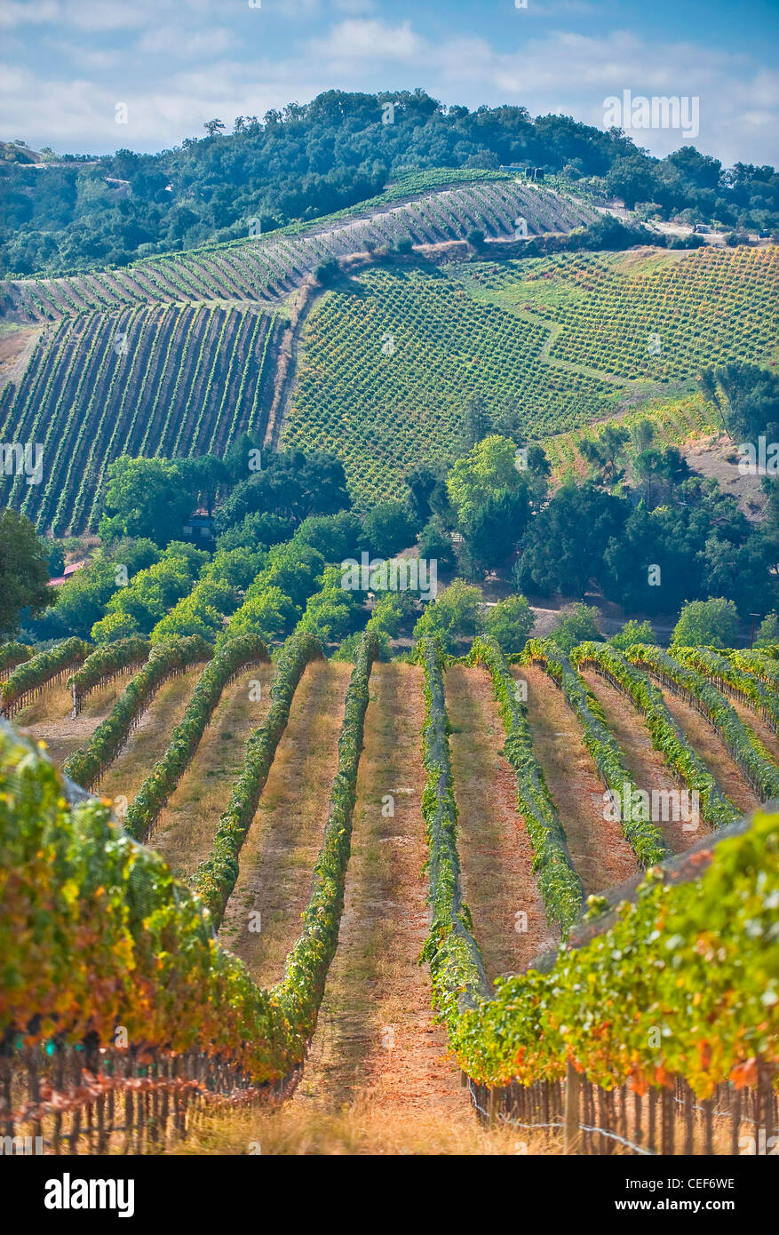 Paso Robles Weinland in Südkalifornien. Stockfoto