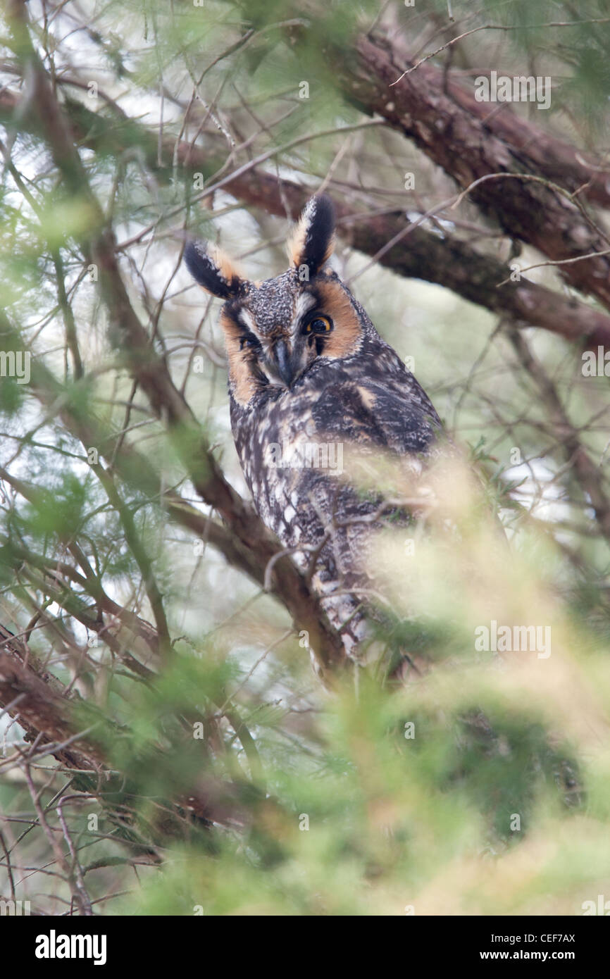 Lange eared Owl - vertikal Stockfoto