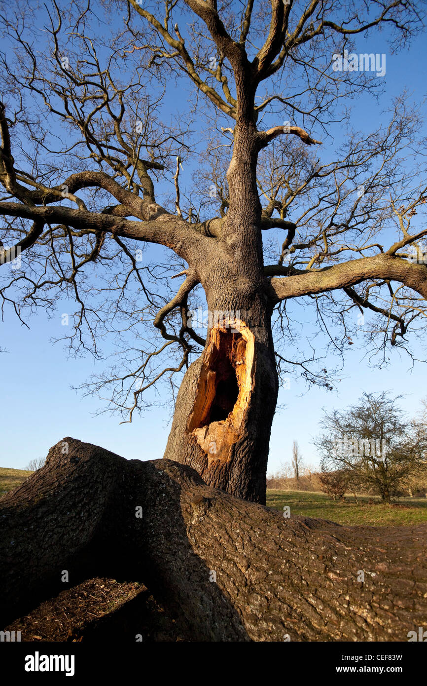Ein grosses Loch an einem gebrochenen blattlosen Baum, Hampstead Heath, Highgate, London, England, UK. Stockfoto