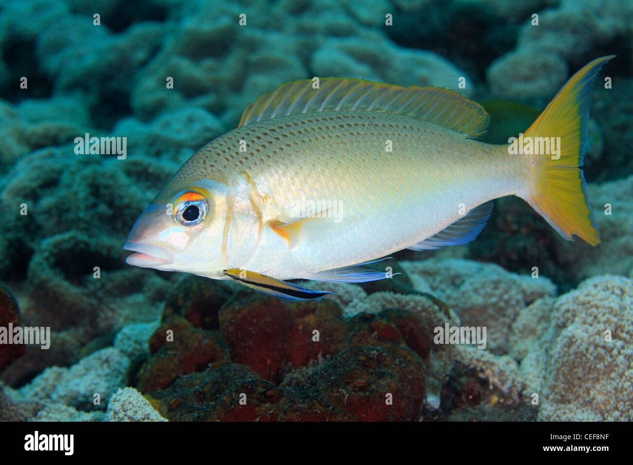 Monogramm Monocle Bream, auch als Rainbow Monocle Bream, Scolopsis monogramma bekannt, mit Bluestreak Cleaner Fisch Labroides dididiatus. Stockfoto