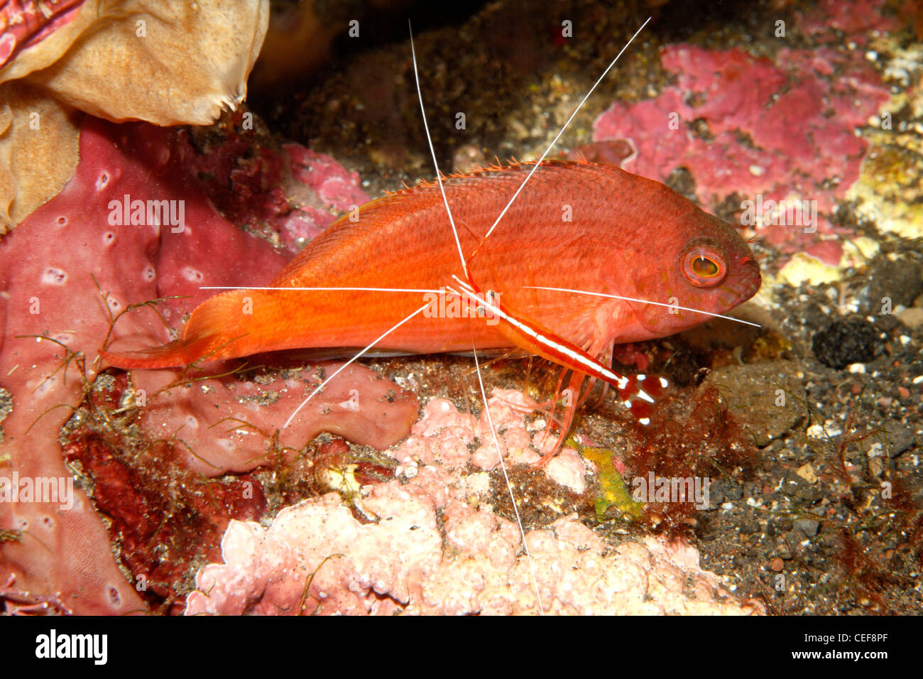 Lyretail Fischfreundschaften auch als Schwalbenschwanz Fischfreundschaften Cyprinocirrhites polyactis bekannt, mit einem Reiniger Garnele Lysmata amboinensis. Stockfoto