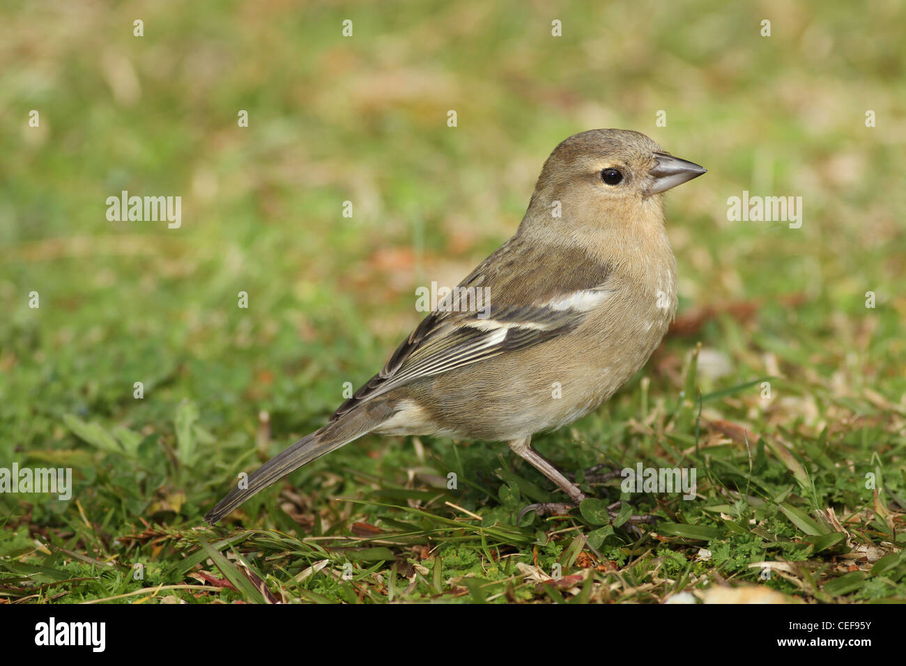 Kaffinchen (Fringilla coelebs), fotografiert in einer natürlichen Waldumgebung, die sein weiches Gefieder und seine aufmerksame Haltung unterstreicht. Stockfoto