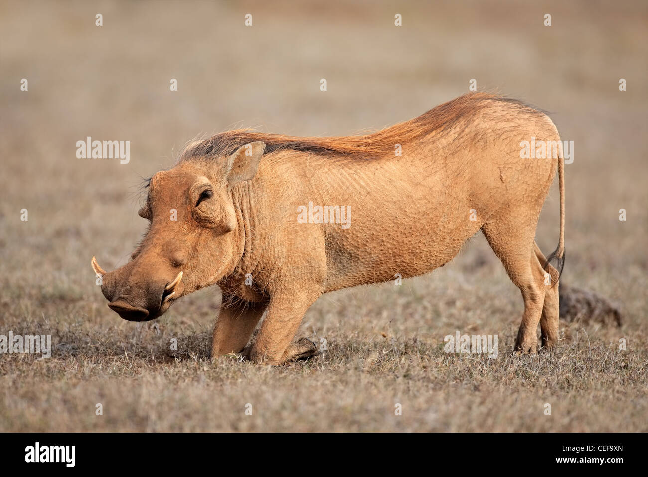 Ein Warzenschwein (Phacochoerus Africanus) Fütterung auf Rasen, Südafrika Stockfoto