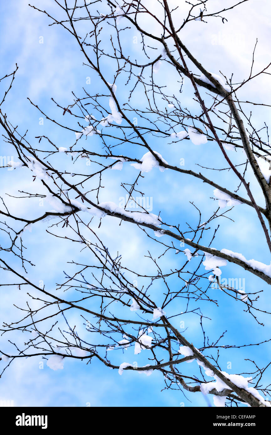 Äste eines Baumes mit Schnee in einem winterlichen blauen Himmel Stockfoto