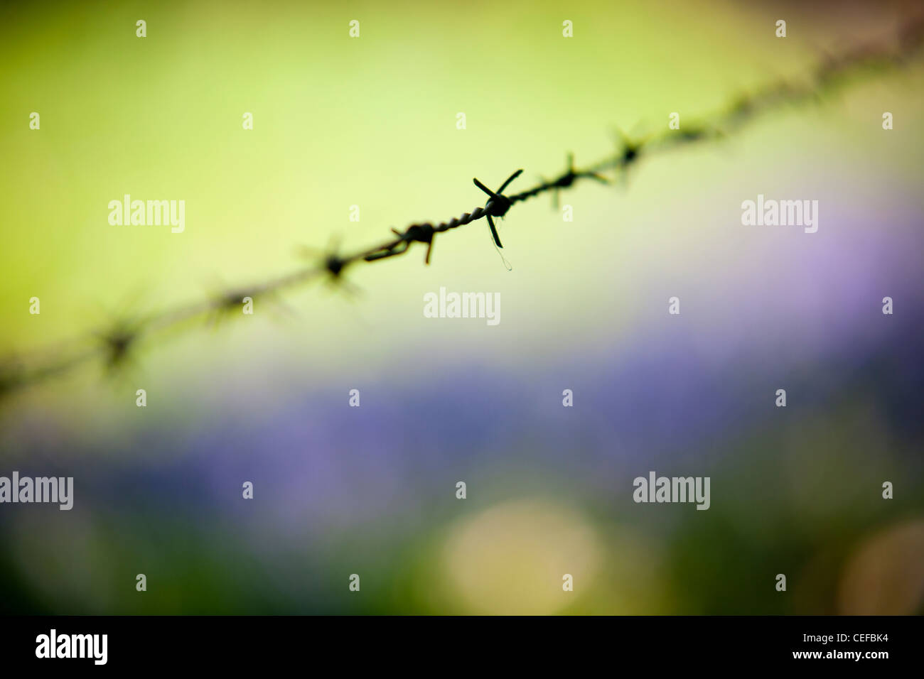 Stacheldraht und Glockenblumen in einer Waldlichtung Surrey Stockfoto