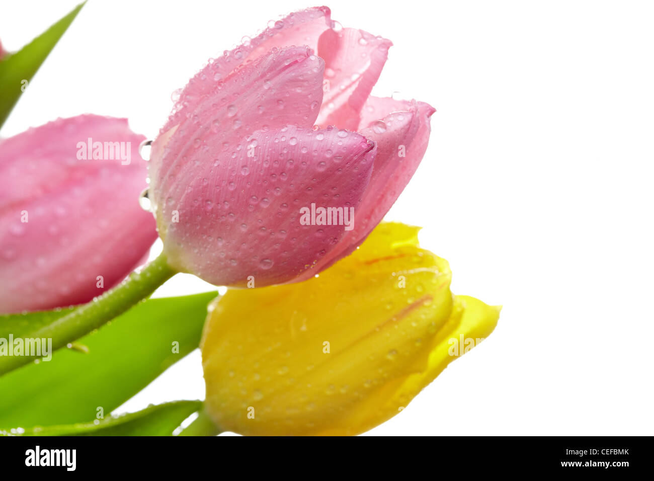 Makroaufnahme von frischen Tulpen mit Wasser Tropfen auf ihre Blütenblätter Stockfoto