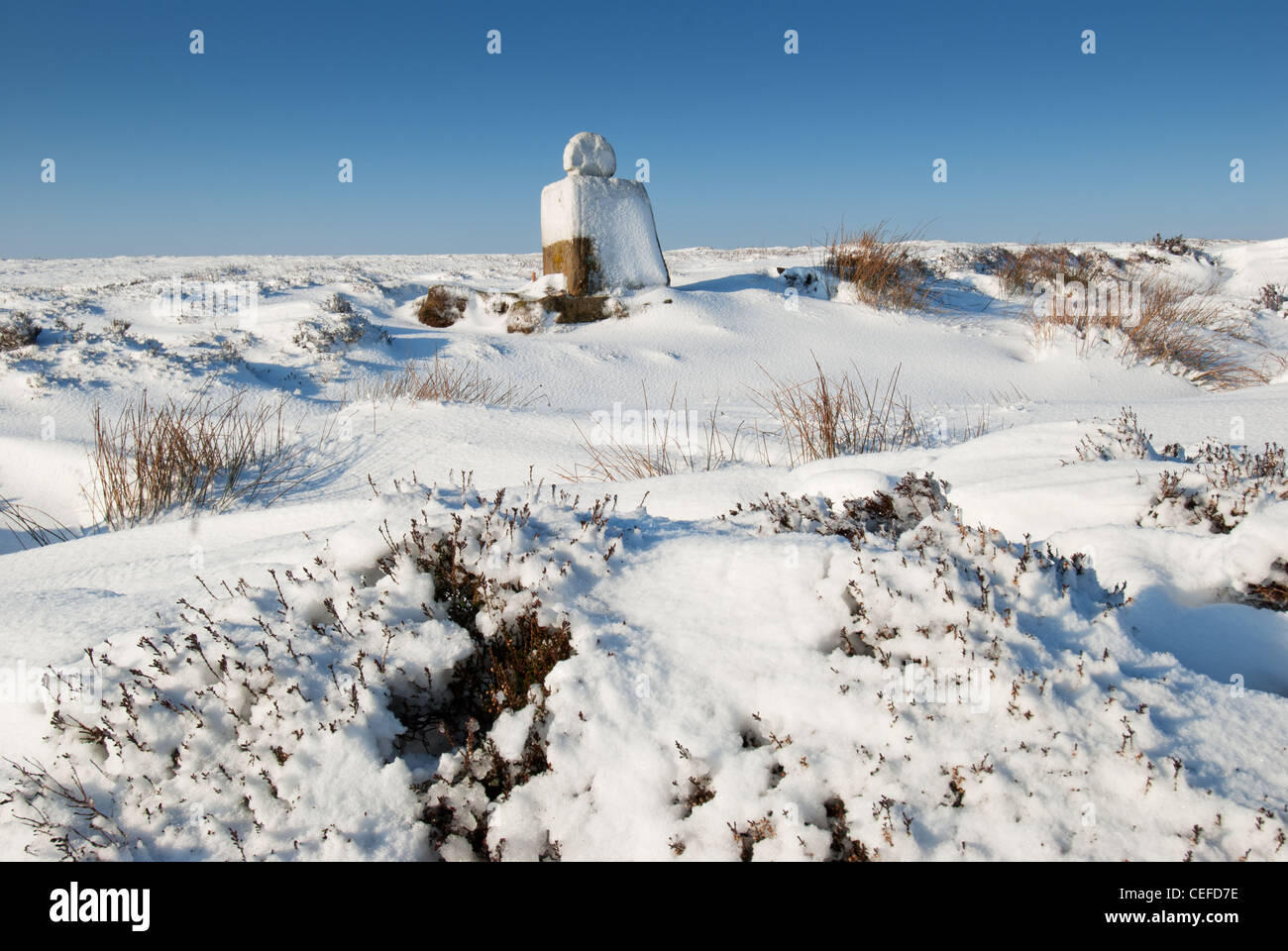 Batty Fett; North Yorkshire Moors Nationalpark Stockfoto