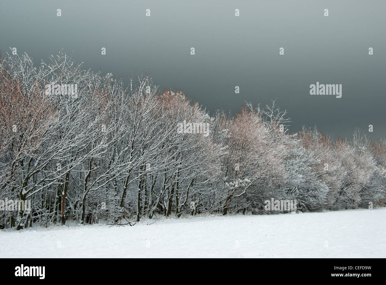 Herbst Schneefall Stockfoto