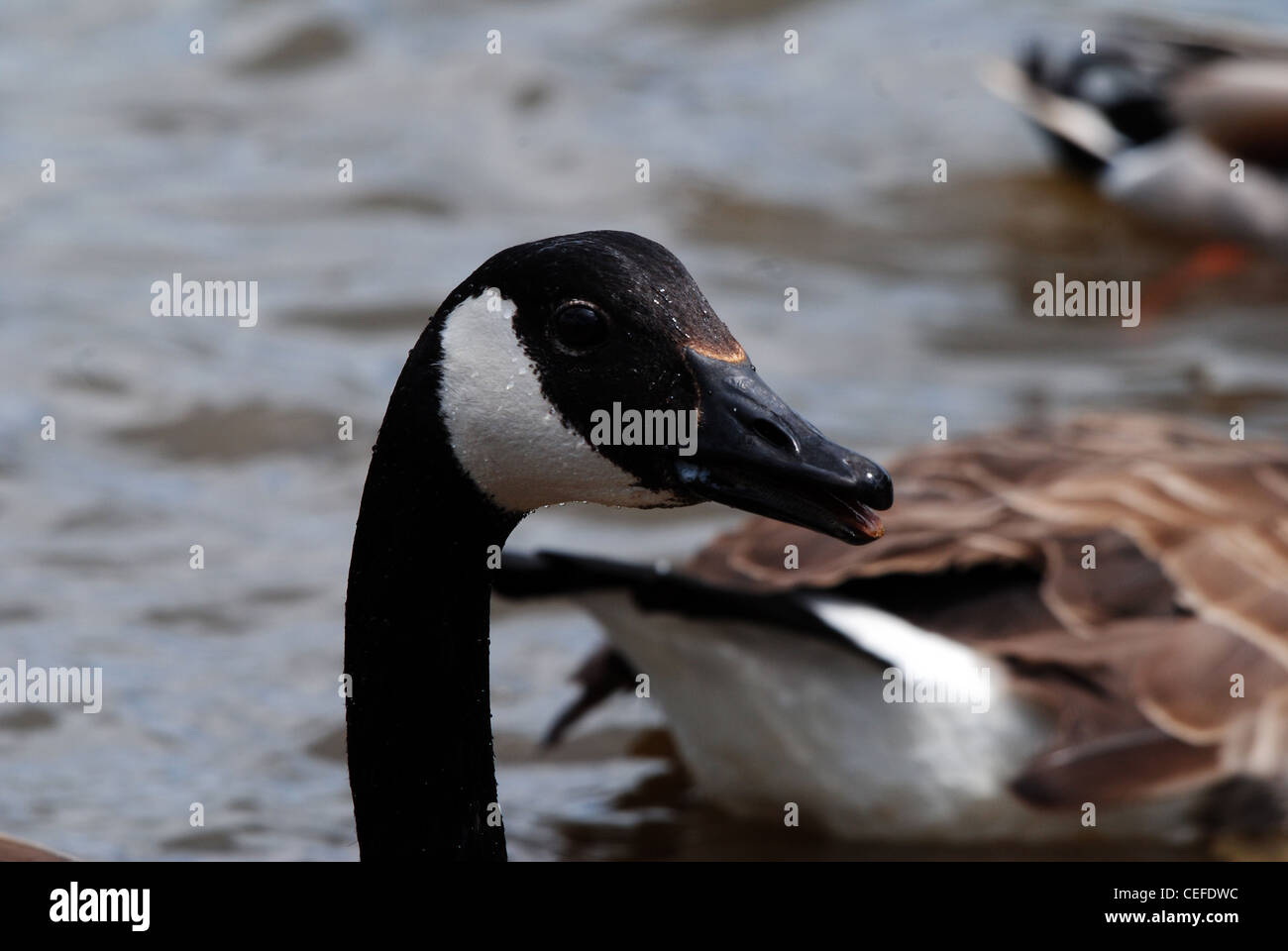 Kanadagans (Branta Canadensis) Stockfoto