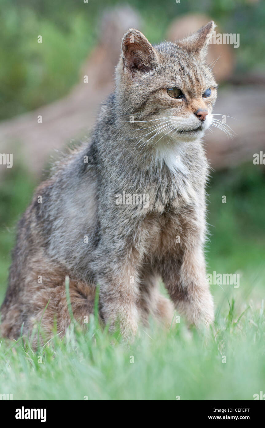 Schottische Wildkatze (Felis Silvestris Grampia) Stockfoto