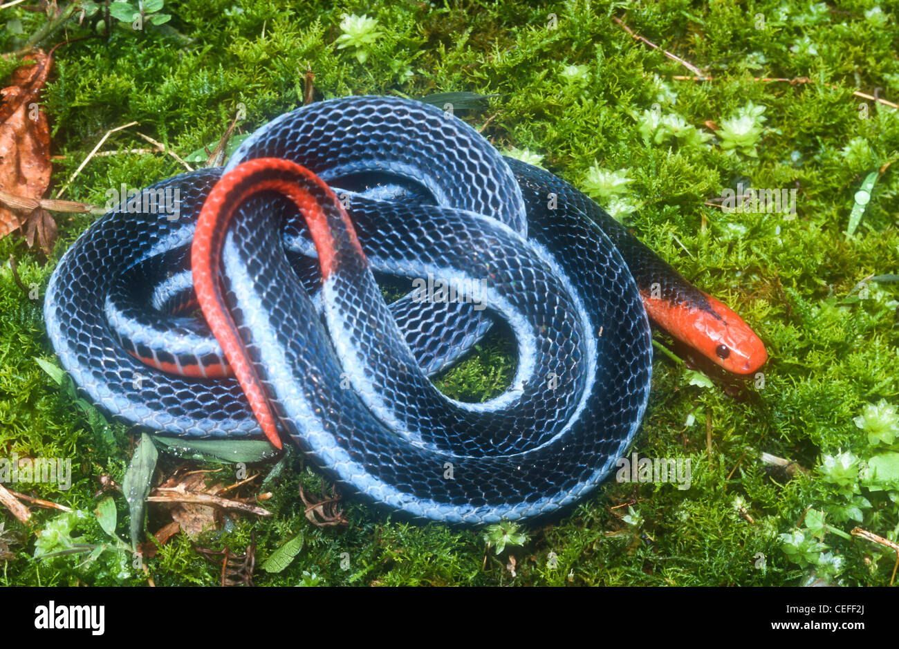 Blaue Korallenschlange Stockfotos Und Bilder Kaufen Alamy