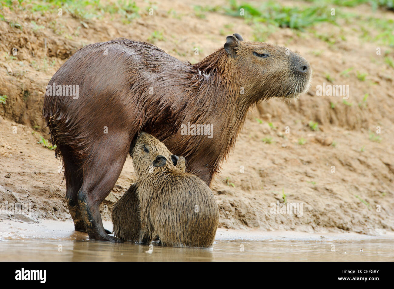 Ein Baby capybara Fütterung Stockfoto