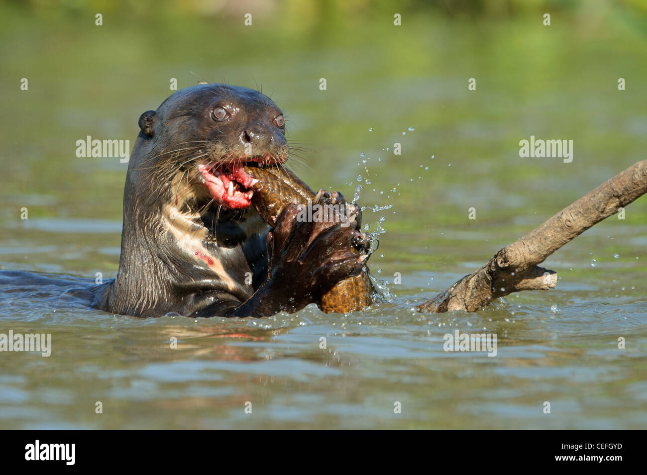 Ein wilder Fluss Riesenotter ernähren sich von Fisch Stockfoto