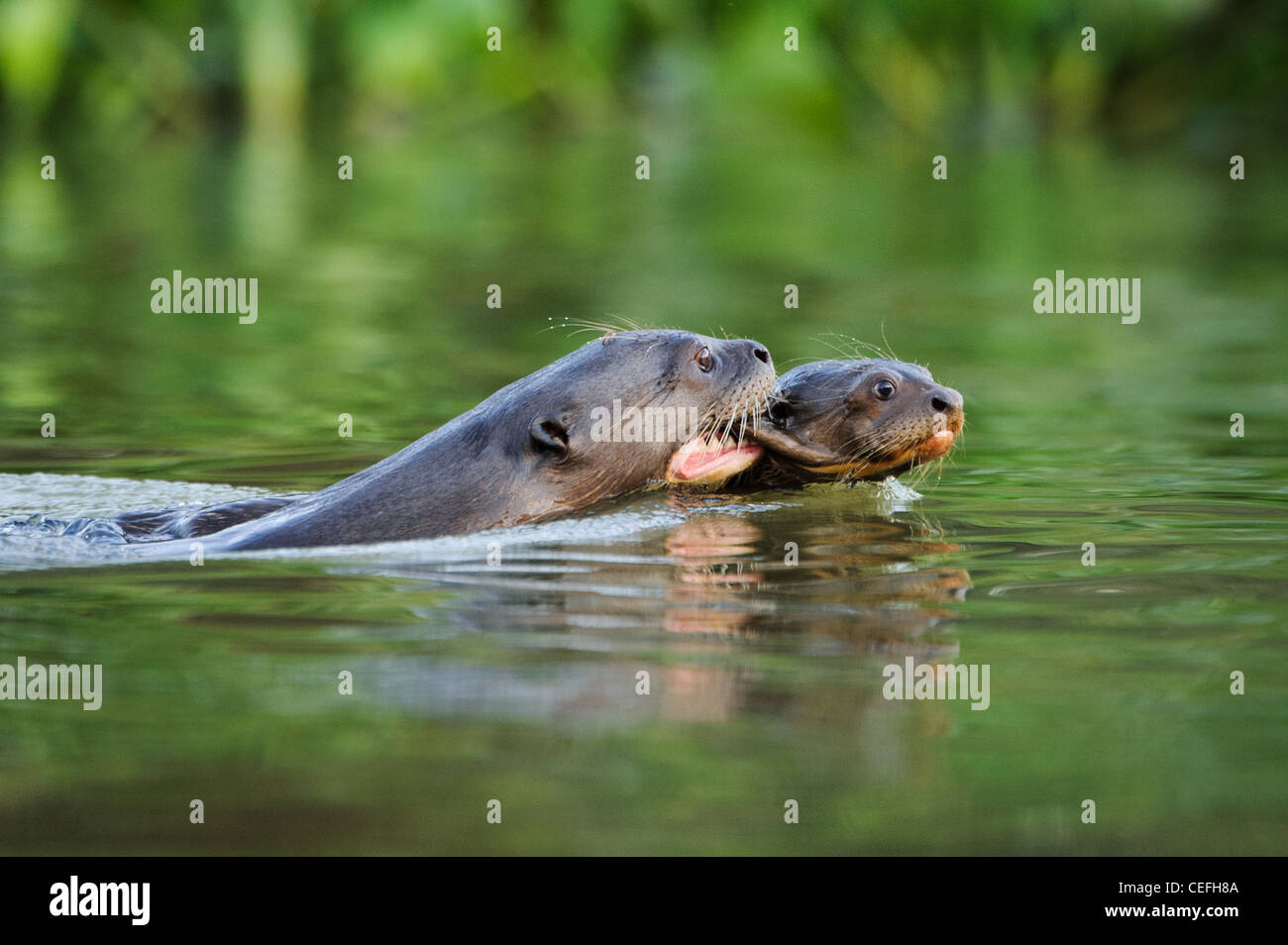 Eine riesige Fischotter ein Baby beim Schwimmen tragen Stockfoto